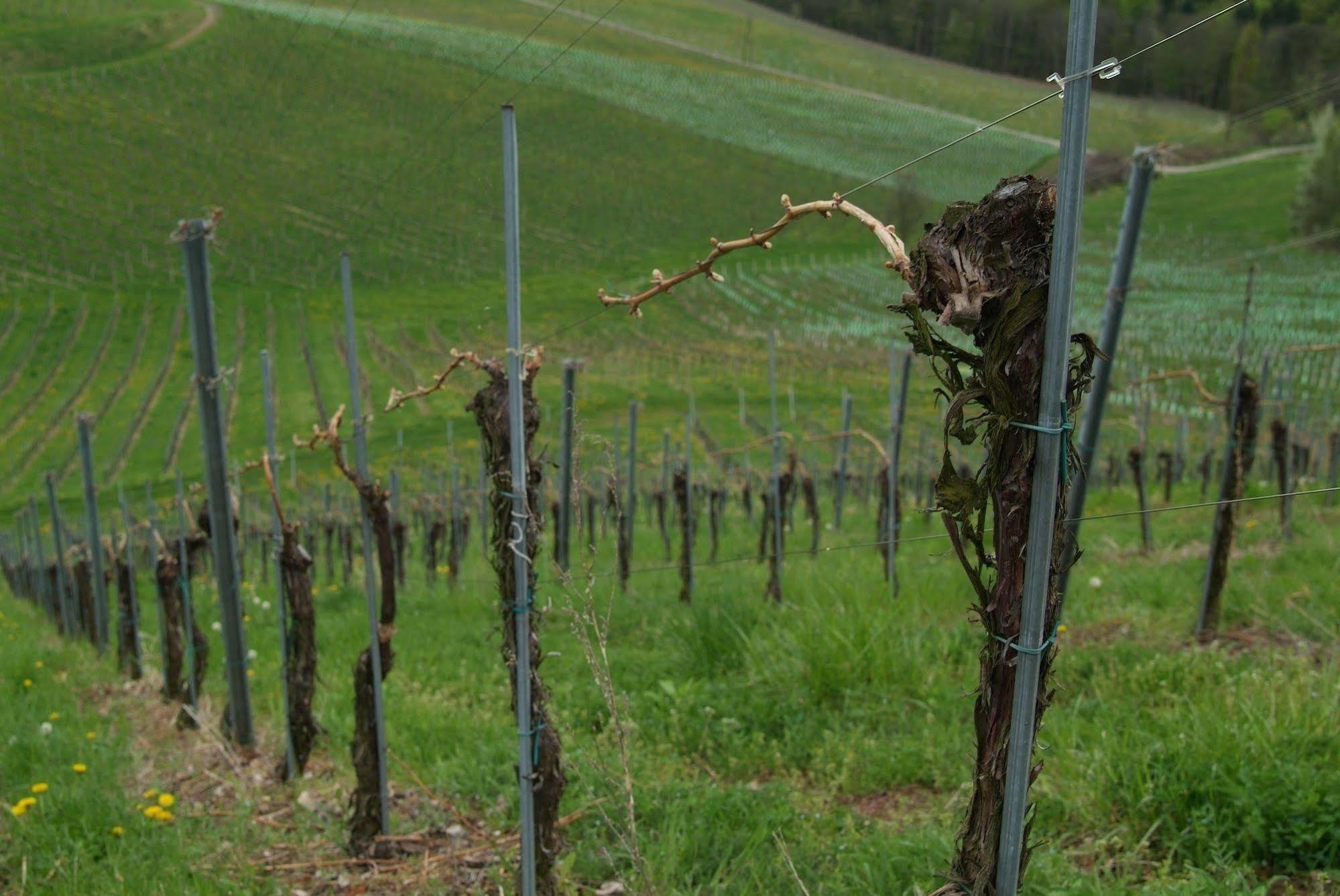 Weingut Primus Suedsteiermark Spielfeld Bagian luar foto