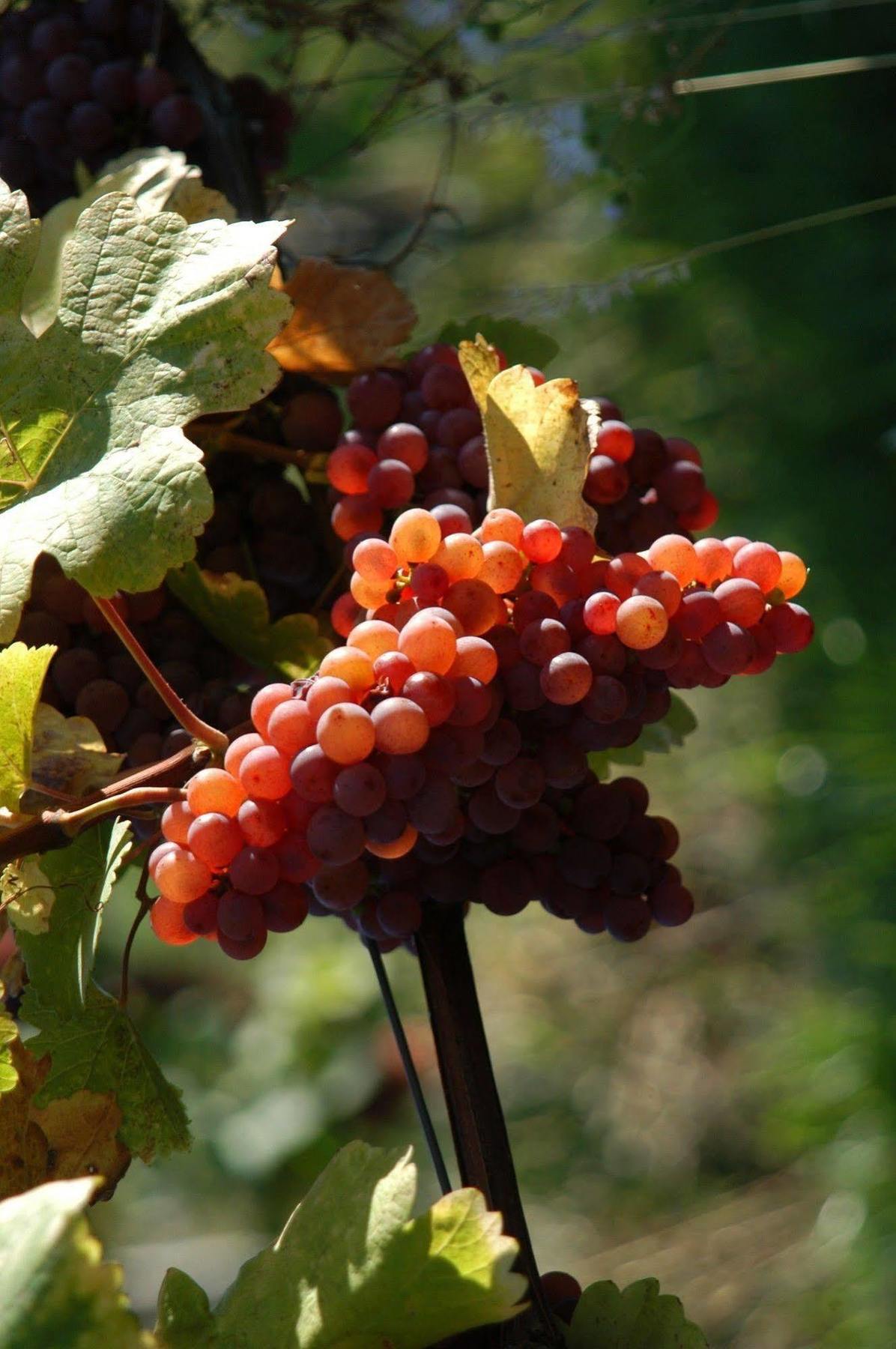 Weingut Primus Suedsteiermark Spielfeld Bagian luar foto